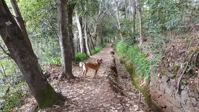 madeira-hiking-luxury-experiences-portugal