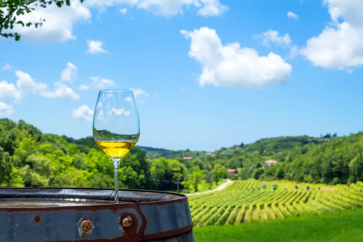 vineyard-istria-croatia-luxury-tour-packages
